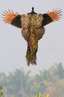 Peacock In Flight